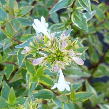 Abelia grandiflora'Happy Daydream' 