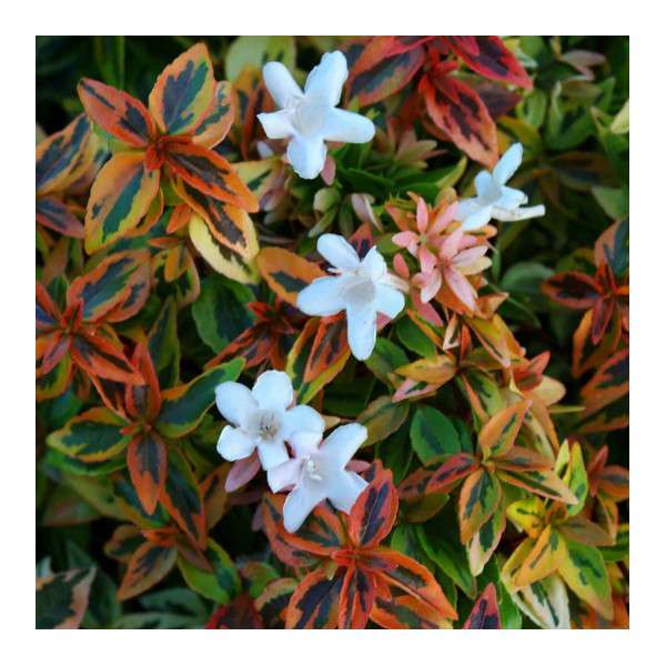 Abelia grandiflora'Kaleidoscope' 