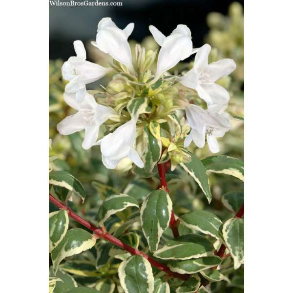 Abelia grandiflora'Radiance' 