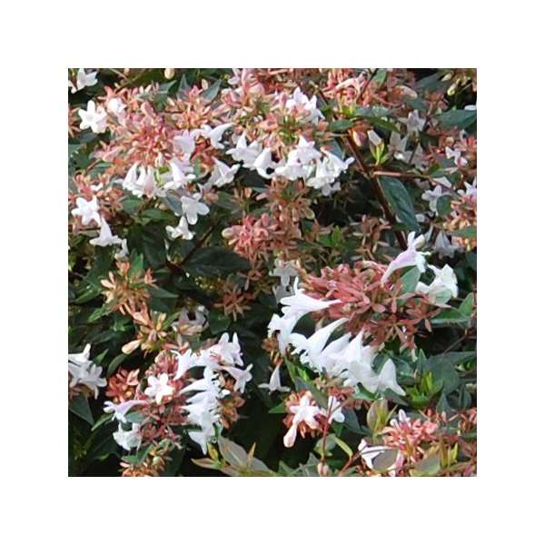 Abelia grandiflora'Sherwood' 
