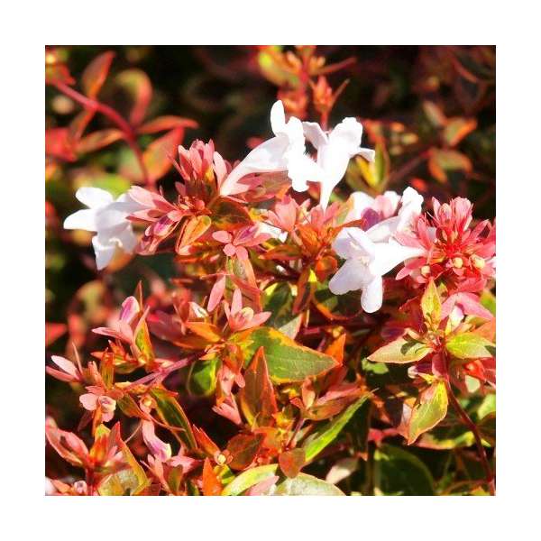 Abelia grandiflora'Sunshine Daydream' 