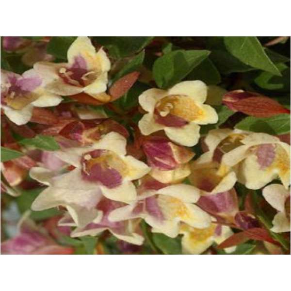 Abelia grandiflora'Sunny Charm' 