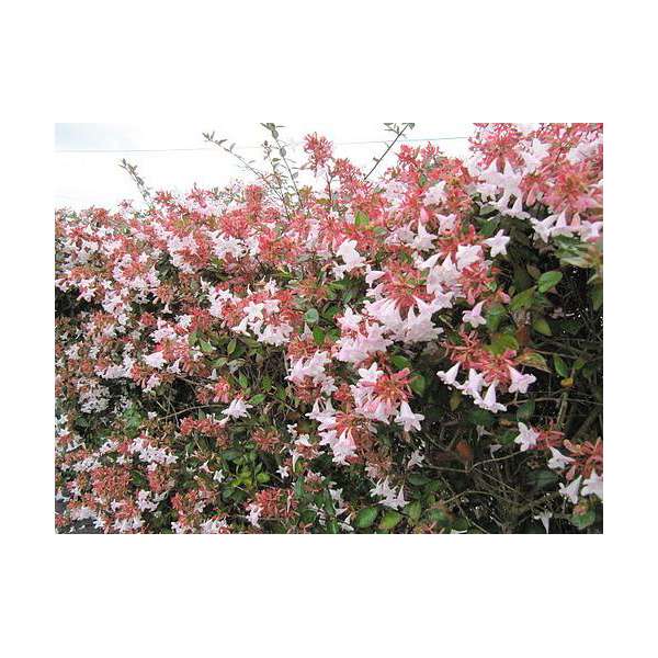 Abelia grandiflora 