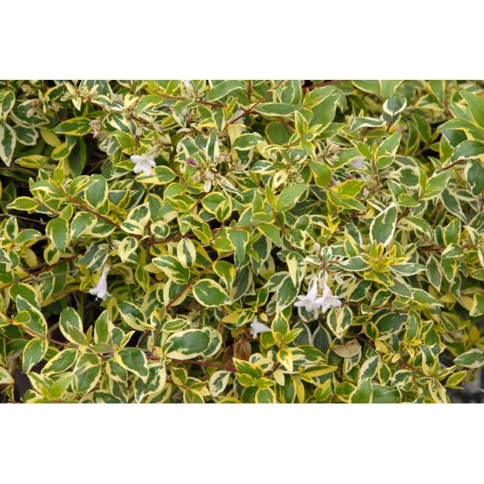 Abelia grandiflora'Hopleys' 