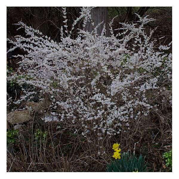 Abeliophyllum distichum 