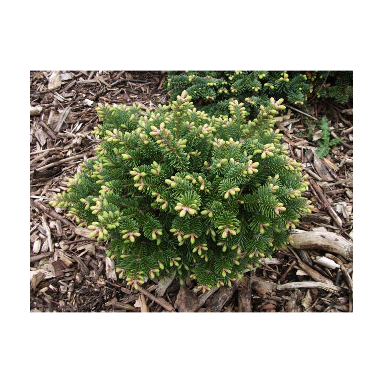Abies balsamea'Bear Swamp' 
