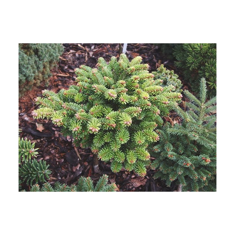 Abies koreocarpa'Auweiler' 