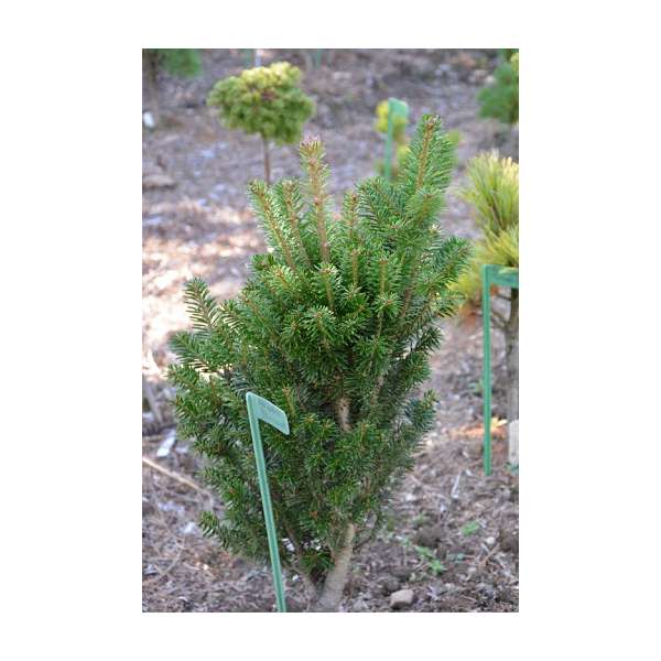 Abies alba'Minaret' 