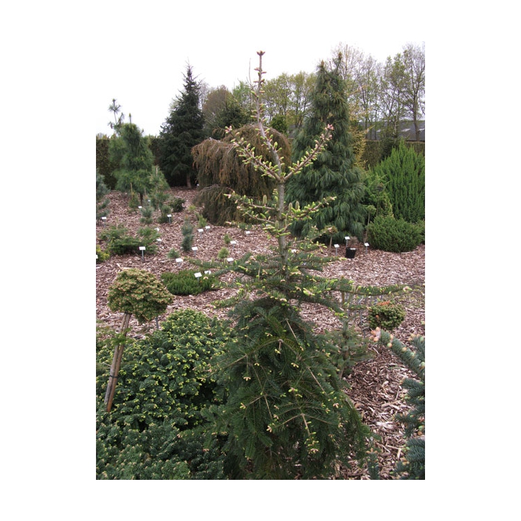 Abies balsamea'Weeping Larry' 