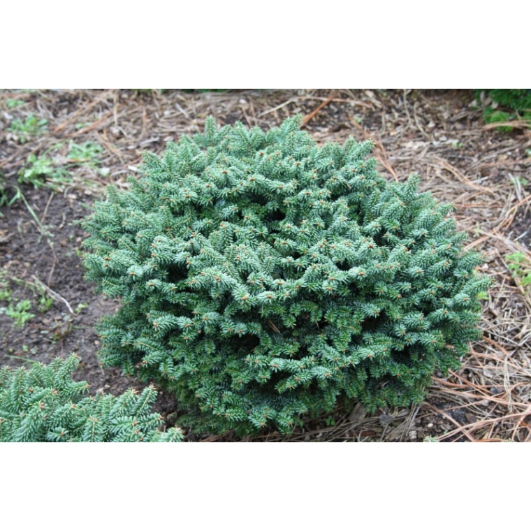 Abies balsamea'kiwi' 