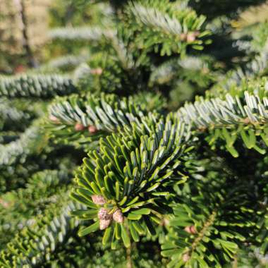 Abies delavayi'Green Giant' 