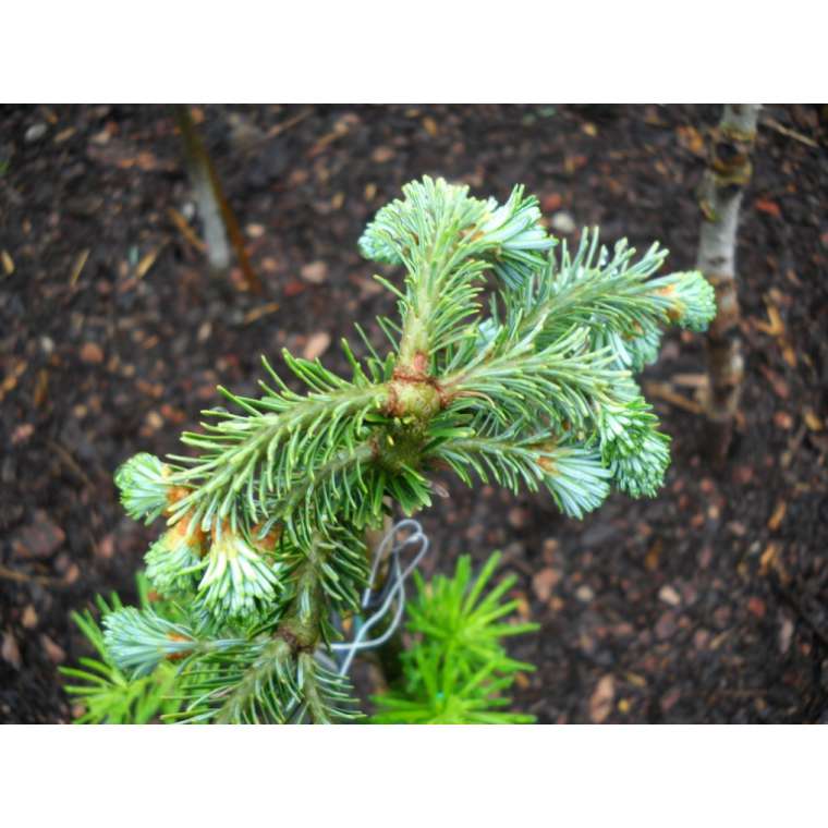 Abies fraseri'Piglett's WB' 