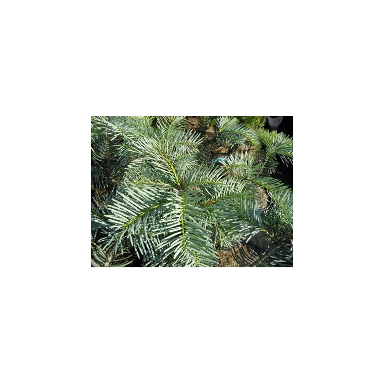 Abies grandis'Leuteneggeri' 