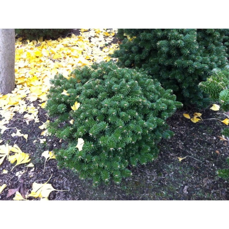 Abies koreana'Dark Hill 