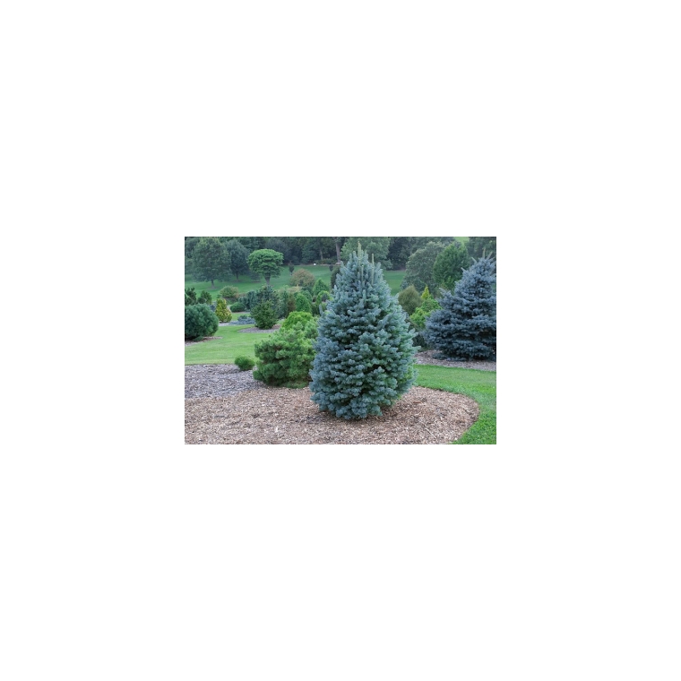 Abies lasiocarpa'Compacta' 
