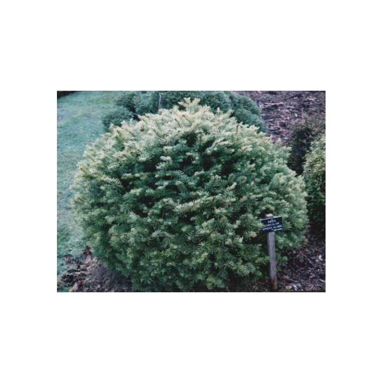 Abies lasiocarpa'Green Globe' 