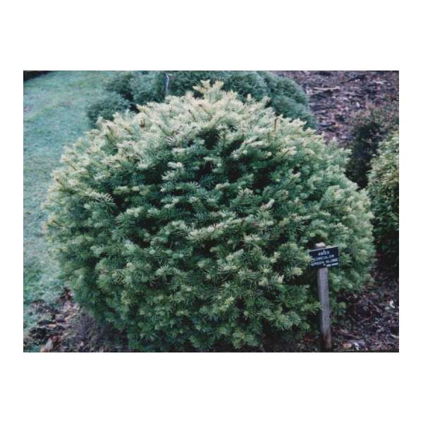 Abies lasiocarpa'Green Globe' 