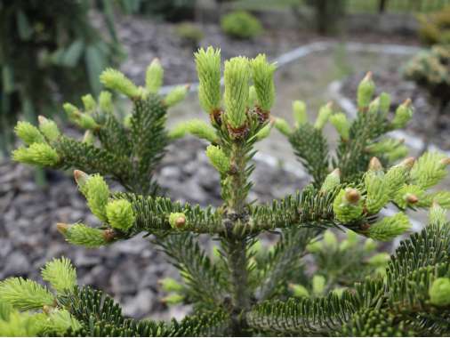 Abies nordmanniana'Peli' 