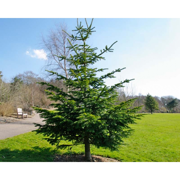 Abies nordmanniana 