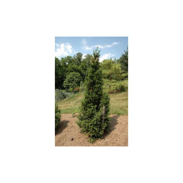 Abies alba'Pyramidalis' 