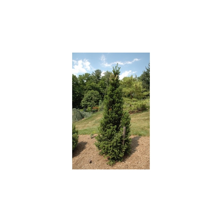 Abies alba'Pyramidalis' 