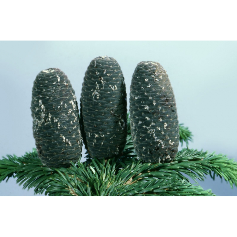 Abies amabilis 