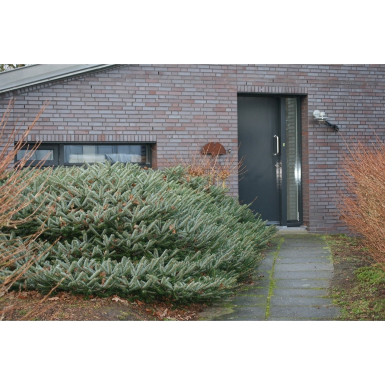 Abies arnoldiana'Cyrille'