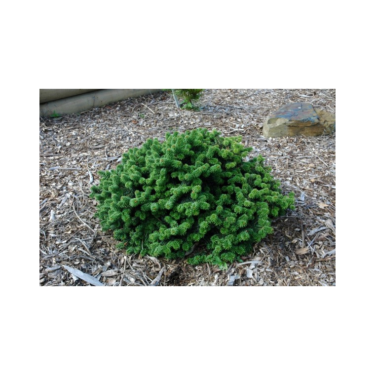 Abies balsamea'Piccolo' 