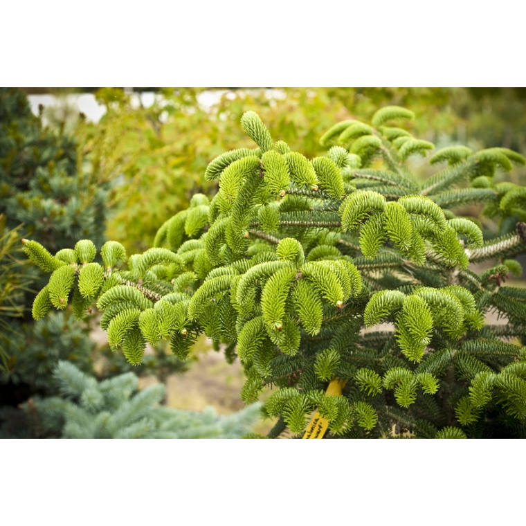 Abies cephalonica'Meyer's Dwarf' 