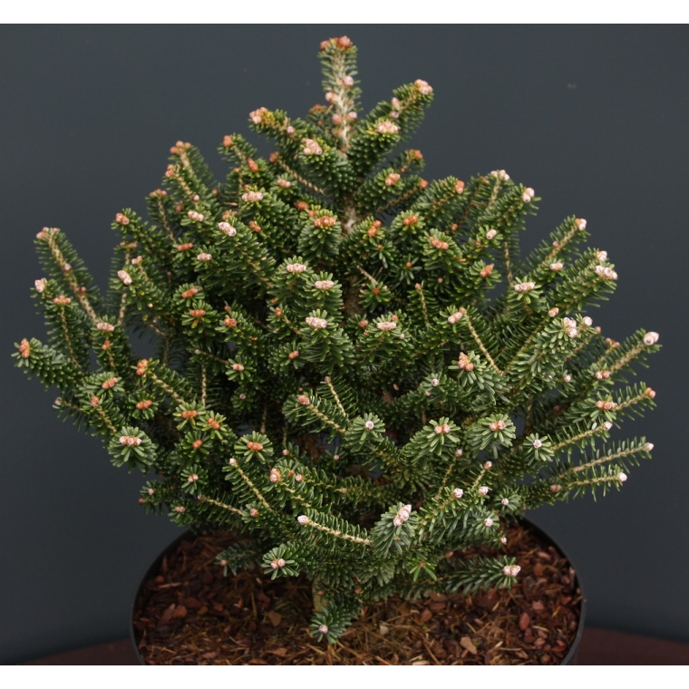 Abies koreana'Alpine Star' 