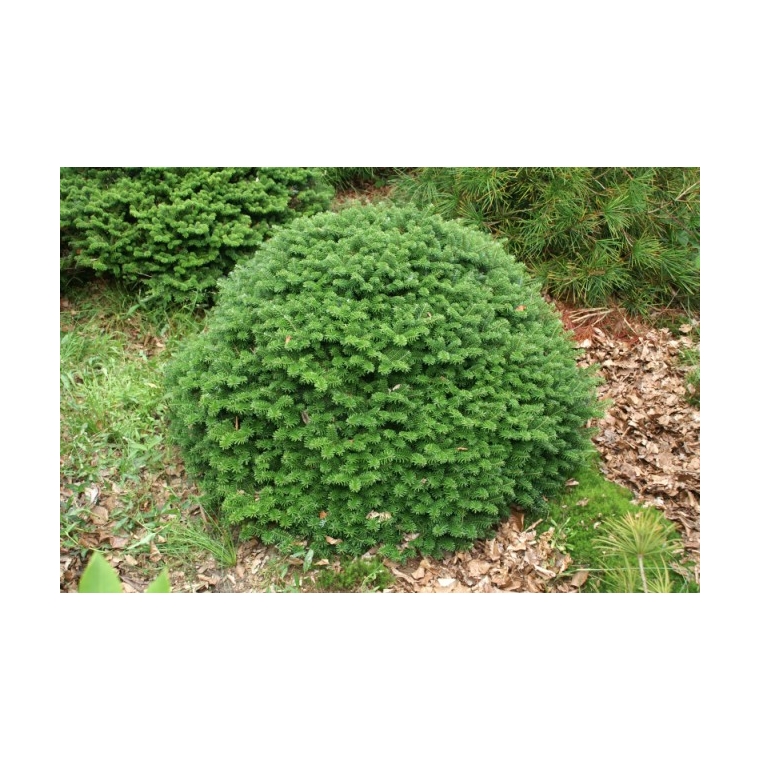 Abies koreana'Brilliant' 