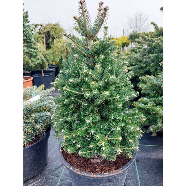 Abies koreana'Discus' 