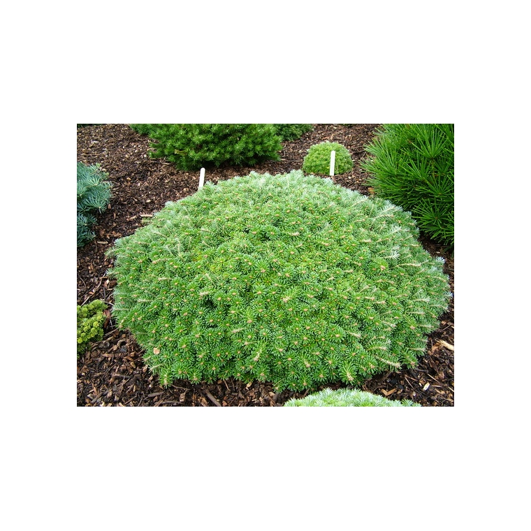 Abies koreana'Kristallkugel' 