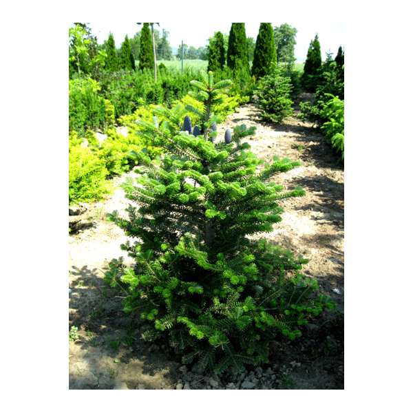 Abies koreana'Molli' 