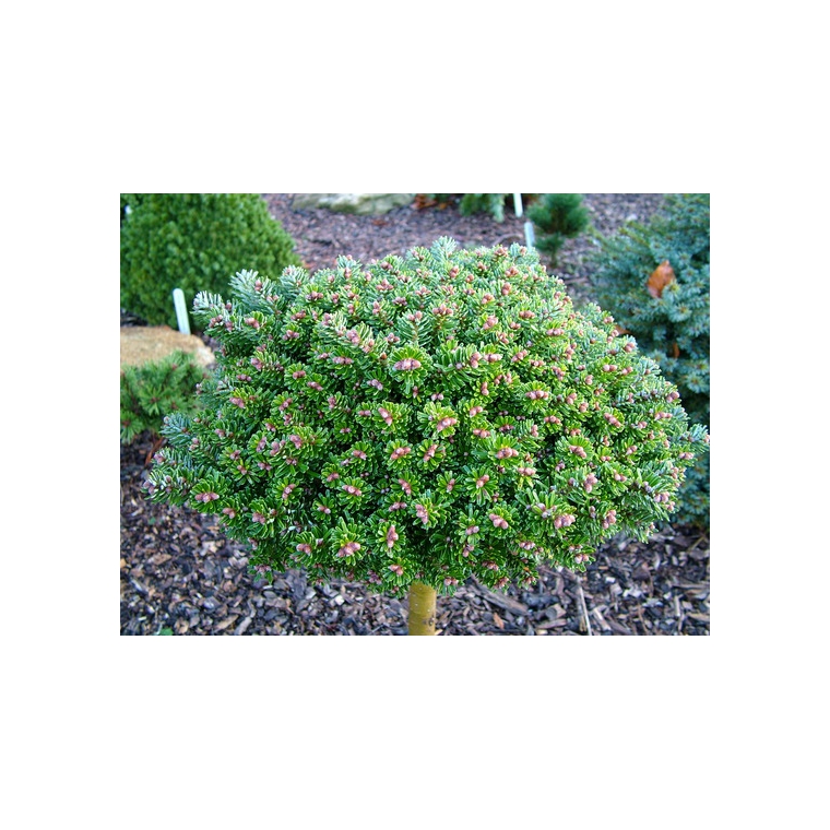 Abies koreana'Silberperle' 