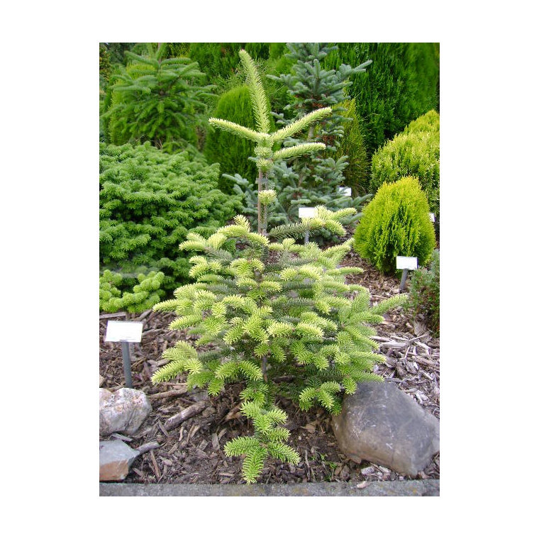 Abies balsamea'Argentea' 