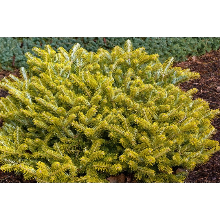 Abies koreana'Golden Glow'' 