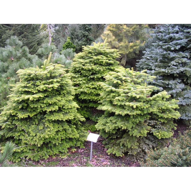 Abies nordmanniana'Barabits Compact' 