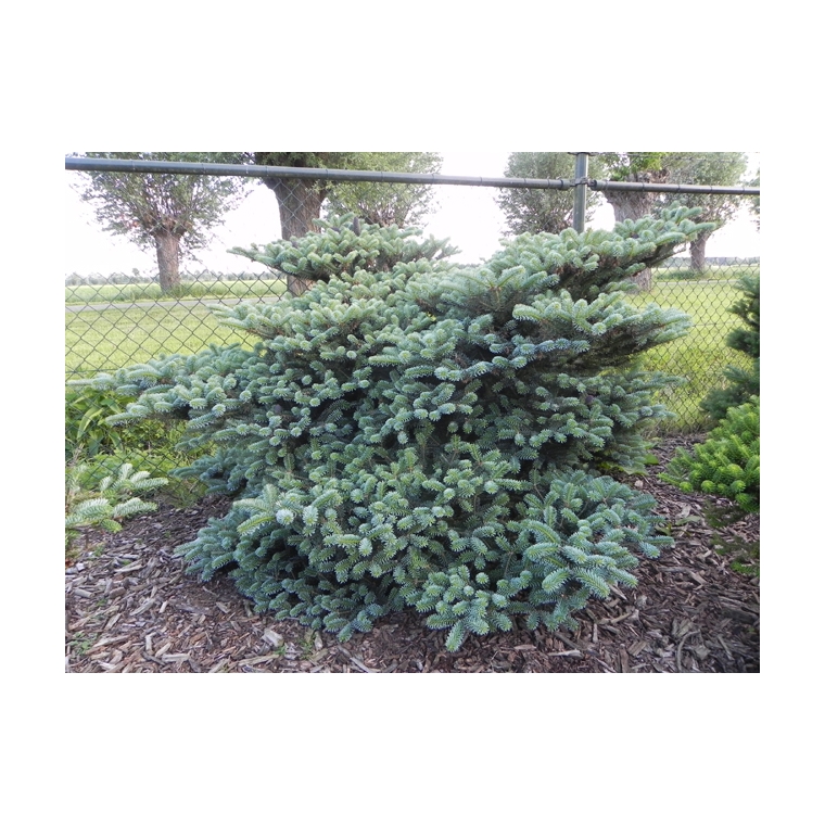 Abies koreana'Blue Magic' 