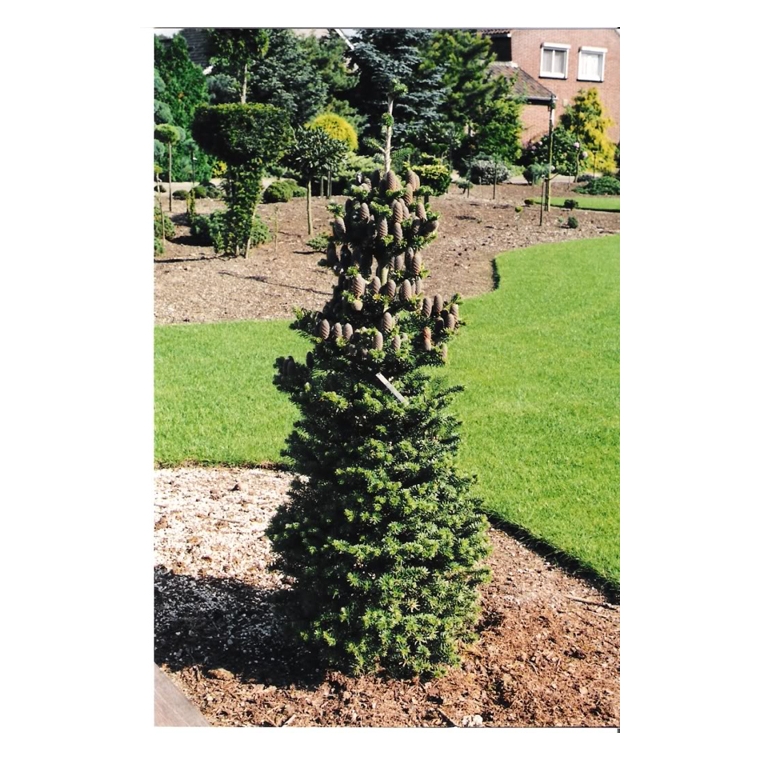 Abies koreana'Gait'