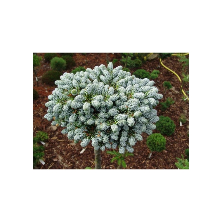 Abies koreana'Kohout's Icebreaker' 