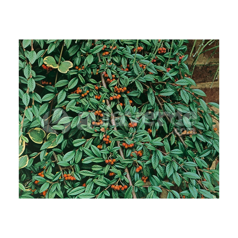 Cotoneaster salicifolius'Parkteppich' 