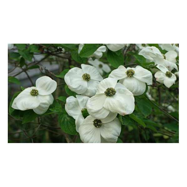 Cornus'Ascona' 