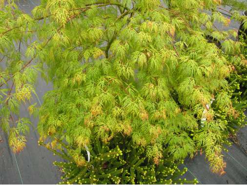 Acer palmatum'Emerald Lace' 