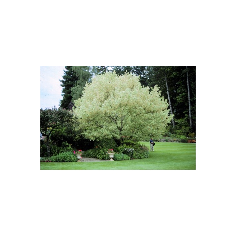 Acer negundo'Flamingo' 