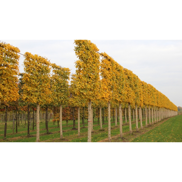 acer-campestre-elsrijk-leiboom