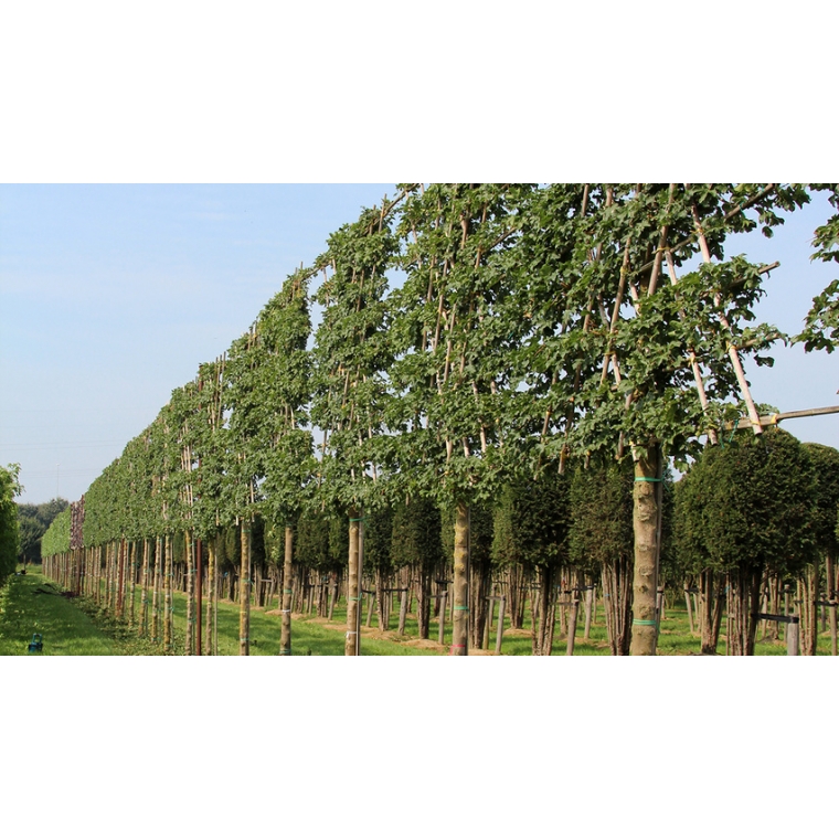 Acer campestre'Elsrijk' leiboom 
