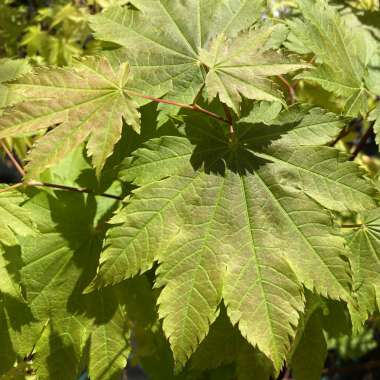 Acer japonicum'Vitifolium 