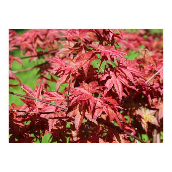 Acer palmatum'Beni-Maiko' 