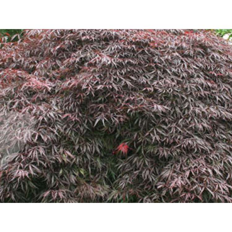 Acer palmatum'Inabe Shidare' 